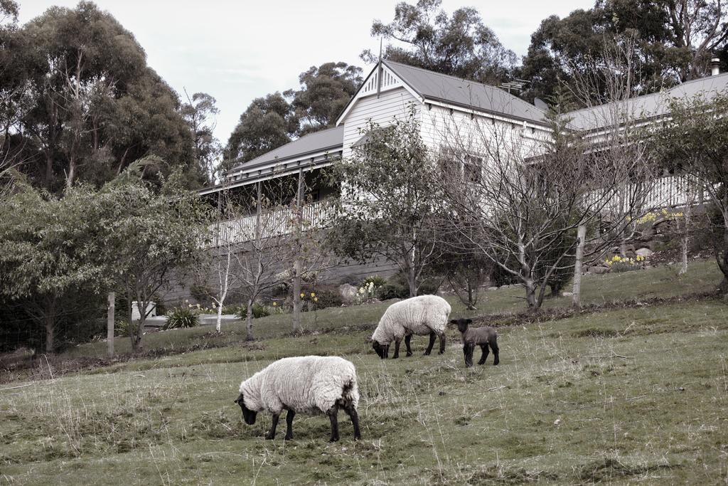 House On The Hill Bed And Breakfast Huonville Buitenkant foto